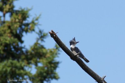 Martin pcheur d'Amrique (Belted Kingfisher)