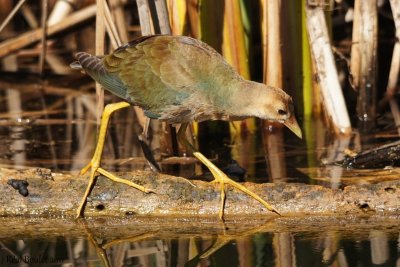 Talve violace (Purple Gallinule)