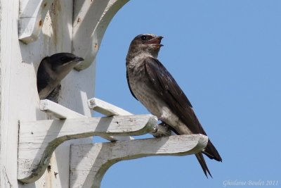 Hirondelle noire (Purple Martin)