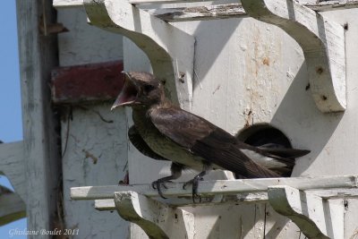 Hirondelle noire (Purple Martin)