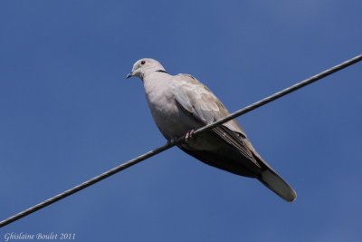 Tourterelle turque (Eurasian Collared-Dove)