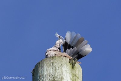 Tourterelle turque (Eurasian Collared-Dove)