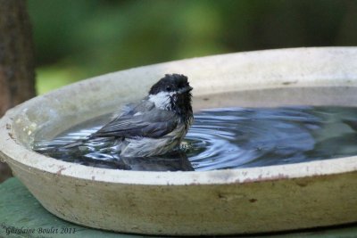 Mésange à tête noire (Black-capped Chickadee)