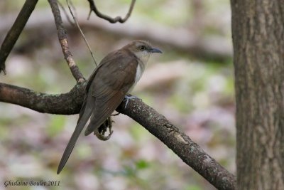 Coulicou  bec noir (Black-billed Cuckoo)