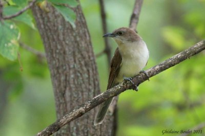 Coulicou  bec noir (Black-billed Cuckoo)