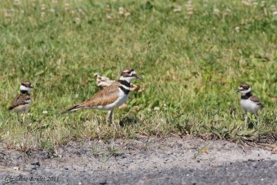 Pluvier kildir (Kildeer)