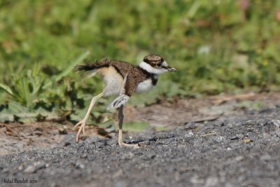 Pluvier kildir (Kildeer)