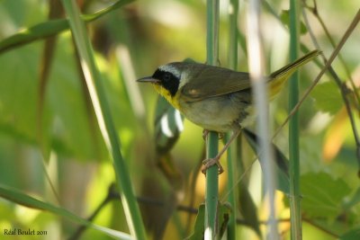 Paruline masque (Common Yellowthroat)