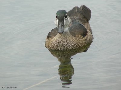 Canard branchu (Wood Duck)