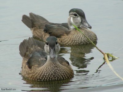 Canard branchu (Wood Duck)