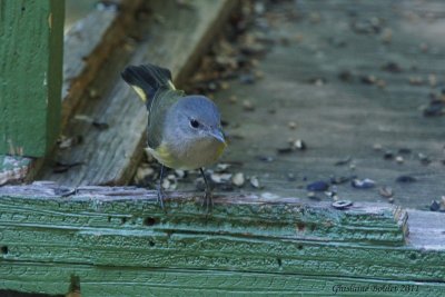 Paruline flamboyante (American Redstart)