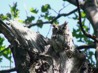 Petit-duc macul (Eastern Screech-Owl)