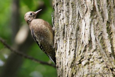 Pic maculé (Yellow-bellied Sapsucker)