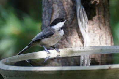 Msange  tte noire (Black-capped Chickadee)