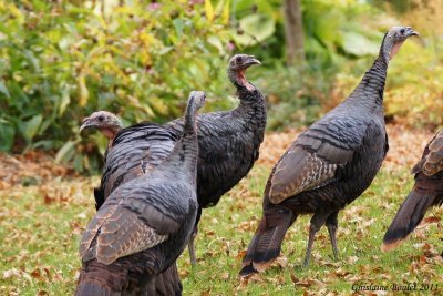 Dindon sauvage (Wild Turkey)