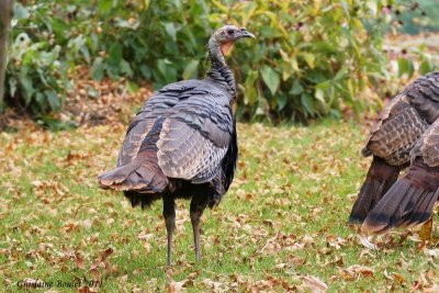 Dindon sauvage (Wild Turkey)