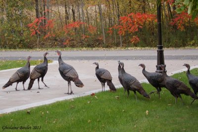 Dindon sauvage (Wild Turkey)