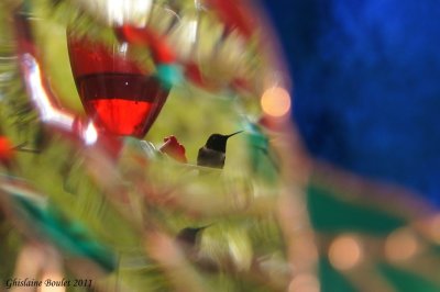 Colibri  gorge rubis (Ruby-throated Hummingbird)