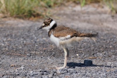 Pluvier kildir (Kildeer)