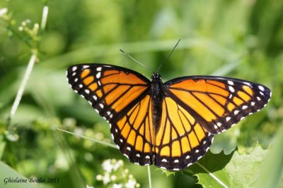 Mimique vice-roi - Limenitis archippus 