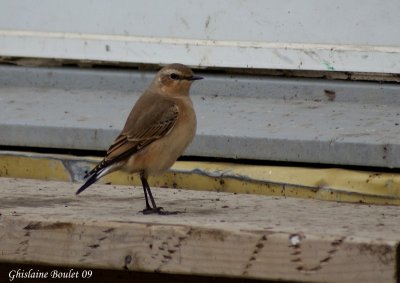 Traquet motteux (Northern Wheatear)