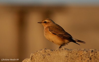 Traquet motteux (Northern Wheatear)