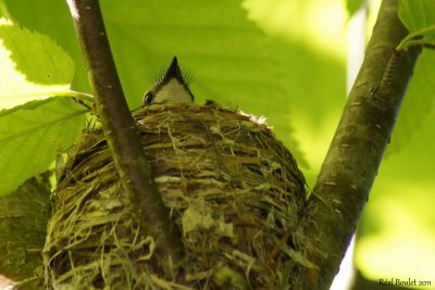 Paruline flamboyante (American Redstart)