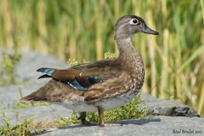 Canard branchu (Wood Duck)