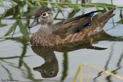 Canard branchu (Wood Duck)