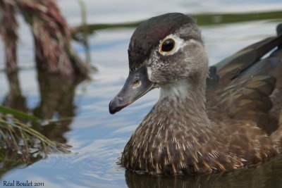 Canard branchu (Wood Duck)