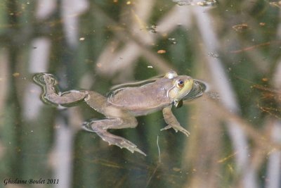 Grenouille