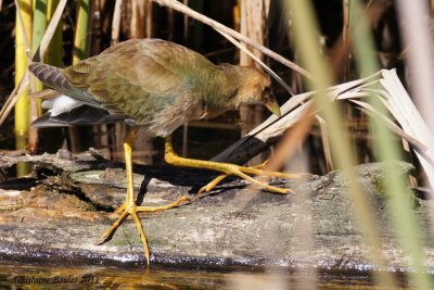 Talve violace (Purple Gallinule)