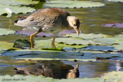 Talve violace (Purple Gallinule)