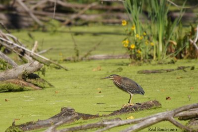Héron vert (Green-backed Heron)