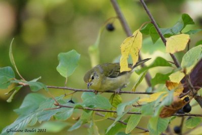 Paruline obscure (Tennessee Warbler)