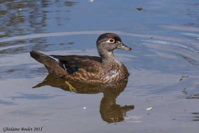 Canard branchu (Wood Duck)