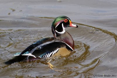 Canard branchu (Wood Duck)