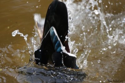 Canard branchu (Wood Duck)