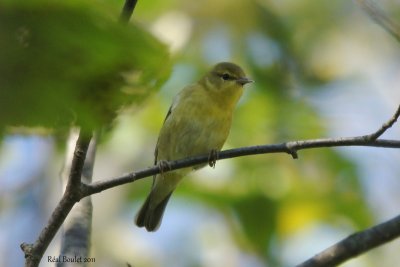Paruline obscure (Tennessee Warbler)