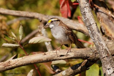 Bruant à gorge blanche (White-throated Sparrow)