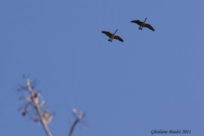 Bernache du Canada (Canada Goose)