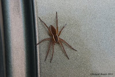 Dolomedes fimbriatus