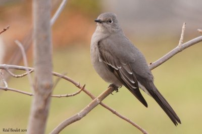 Solitaire de Townsend (Townsend's Solitary)