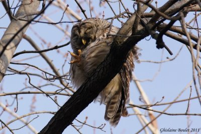 Chouette raye (Barred Owl)