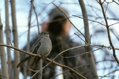 Solitaire de Townsend (Townsend's Solitary)