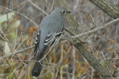 Solitaire de Townsend (Townsend's Solitary)