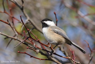 Msange  tte noire (Black-capped Chickadee)