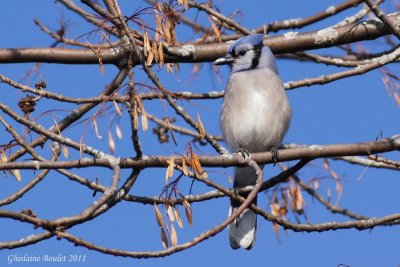 Geai bleu (Blue Jay)