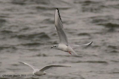 Mouette de Bonaparte (Bonaparte's Gull)