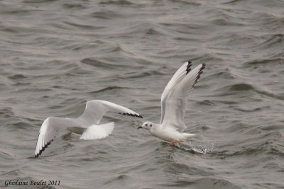 Mouette de Bonaparte (Bonaparte's Gull)